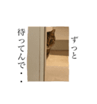 我が家のボンとオジョー（個別スタンプ：4）