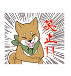 日本大好き！柴犬の茶太之助君！（個別スタンプ：11）