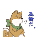 日本大好き！柴犬の茶太之助君！（個別スタンプ：17）