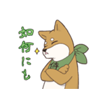 日本大好き！柴犬の茶太之助君！（個別スタンプ：19）