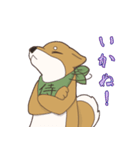 日本大好き！柴犬の茶太之助君！（個別スタンプ：21）
