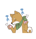日本大好き！柴犬の茶太之助君！（個別スタンプ：24）