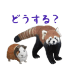 ほほえみフレンズ！ほのぼの仲良しな動物達（個別スタンプ：3）