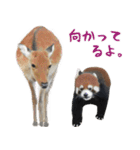 ほほえみフレンズ！ほのぼの仲良しな動物達（個別スタンプ：6）