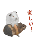 ほほえみフレンズ！ほのぼの仲良しな動物達（個別スタンプ：15）