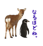 ほほえみフレンズ！ほのぼの仲良しな動物達（個別スタンプ：19）