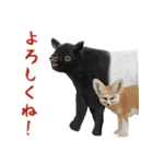 ほほえみフレンズ！ほのぼの仲良しな動物達（個別スタンプ：20）