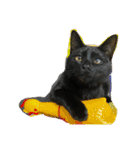 猫チャン時々鳥時々メガネ（個別スタンプ：1）