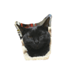 猫チャン時々鳥時々メガネ（個別スタンプ：2）