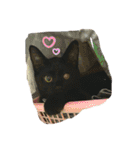 猫チャン時々鳥時々メガネ（個別スタンプ：6）