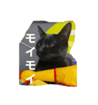 猫チャン時々鳥時々メガネ（個別スタンプ：13）