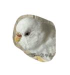 猫チャン時々鳥時々メガネ（個別スタンプ：15）