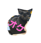 猫チャン時々鳥時々メガネ（個別スタンプ：18）