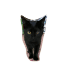 猫チャン時々鳥時々メガネ（個別スタンプ：19）