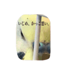 猫チャン時々鳥時々メガネ（個別スタンプ：20）