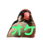 猫チャン時々鳥時々メガネ（個別スタンプ：28）
