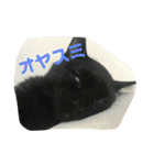 猫チャン時々鳥時々メガネ（個別スタンプ：31）
