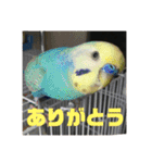 猫チャン時々鳥時々メガネ（個別スタンプ：32）