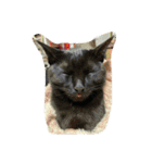 猫チャン時々鳥時々メガネ（個別スタンプ：33）