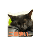 猫チャン時々鳥時々メガネ（個別スタンプ：35）