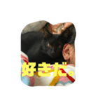 猫チャン時々鳥時々メガネ（個別スタンプ：36）