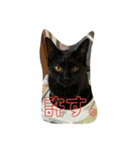 猫チャン時々鳥時々メガネ（個別スタンプ：37）