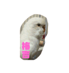 猫チャン時々鳥時々メガネ（個別スタンプ：38）