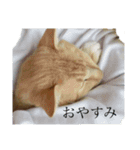 たいがぁーちゃん（個別スタンプ：2）