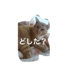 たいがぁーちゃん（個別スタンプ：4）