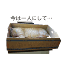 たいがぁーちゃん（個別スタンプ：6）