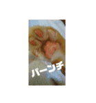 たいがぁーちゃん（個別スタンプ：11）