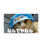たいがぁーちゃん（個別スタンプ：12）