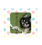 可愛い琥太郎シリーズ（個別スタンプ：3）