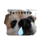 煎茶の1日（個別スタンプ：6）