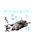 猿田こじろう（個別スタンプ：5）