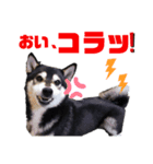 猿田こじろう（個別スタンプ：6）