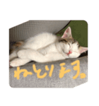かげちよスタンプ（個別スタンプ：2）