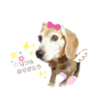 Bibiちゃんの日常❤︎stickers 1/19（個別スタンプ：24）