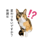 はむもずスタンプ（個別スタンプ：33）