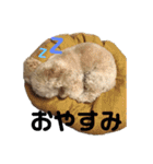 トイプードル ❁︎はな❁︎（個別スタンプ：8）