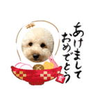 トイプードル ❁︎はな❁︎（個別スタンプ：17）