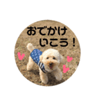トイプードル ❁︎はな❁︎（個別スタンプ：19）