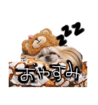 yapad2（個別スタンプ：3）
