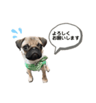 パグのぽんず♂②（個別スタンプ：1）