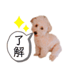 ノア②（個別スタンプ：9）