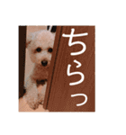 ノア②（個別スタンプ：26）
