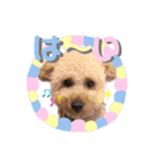 ノア②（個別スタンプ：29）
