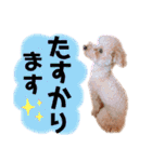ノア②（個別スタンプ：34）