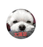ユキチーズ（個別スタンプ：2）