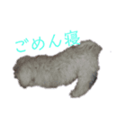 ユキチーズ（個別スタンプ：6）